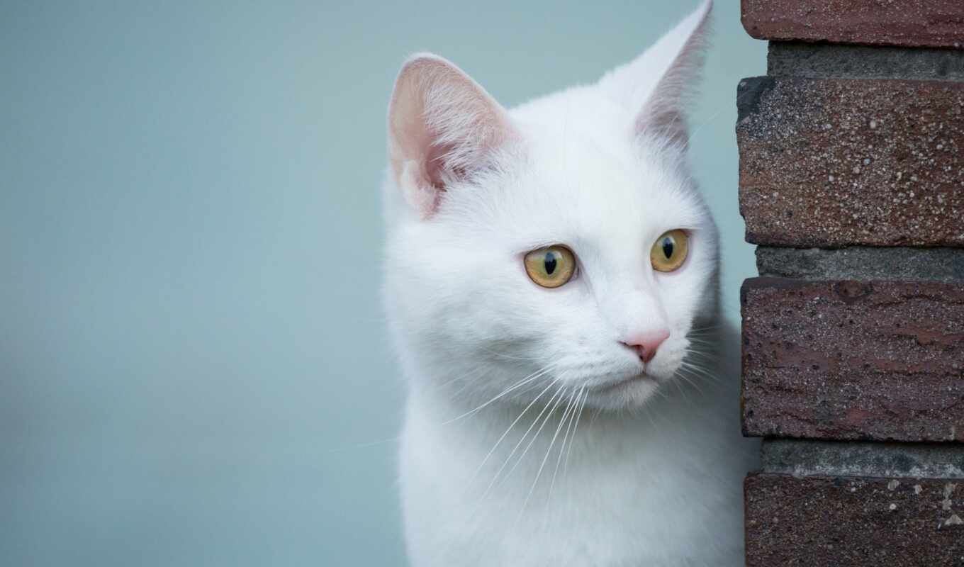 view, white, cat