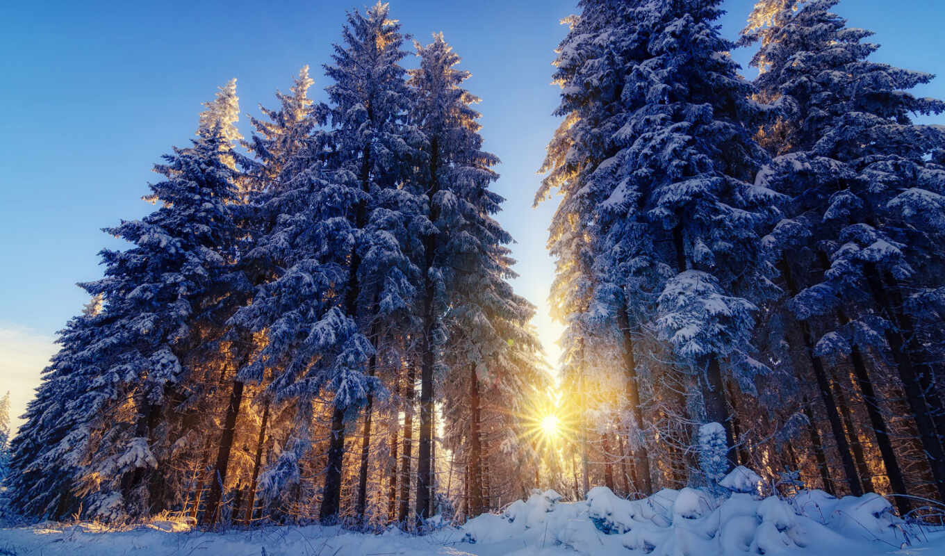 sun, дерево, снег, winter, лес, программа, ребенок, солнечный, luchit