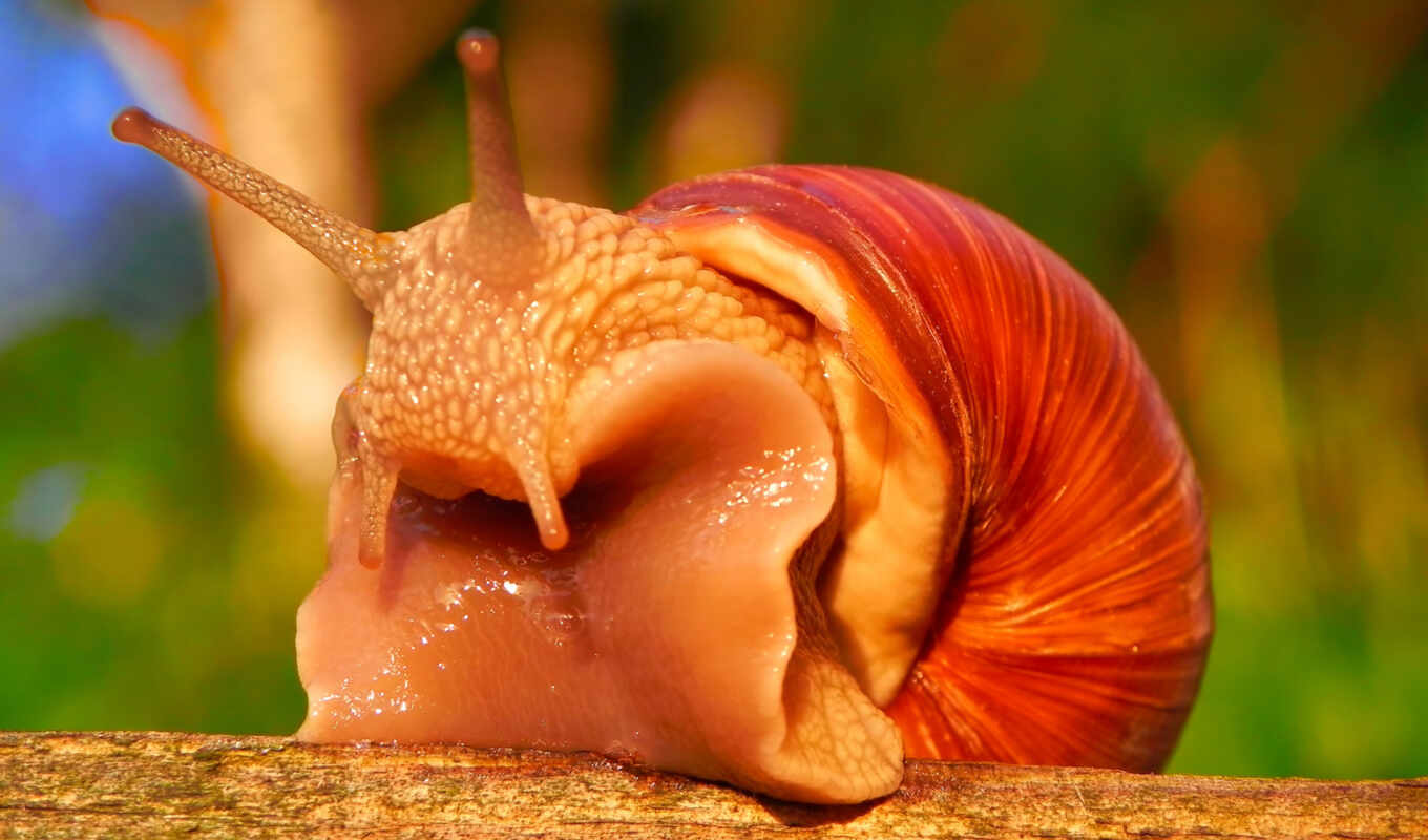 macro, snail, red snail