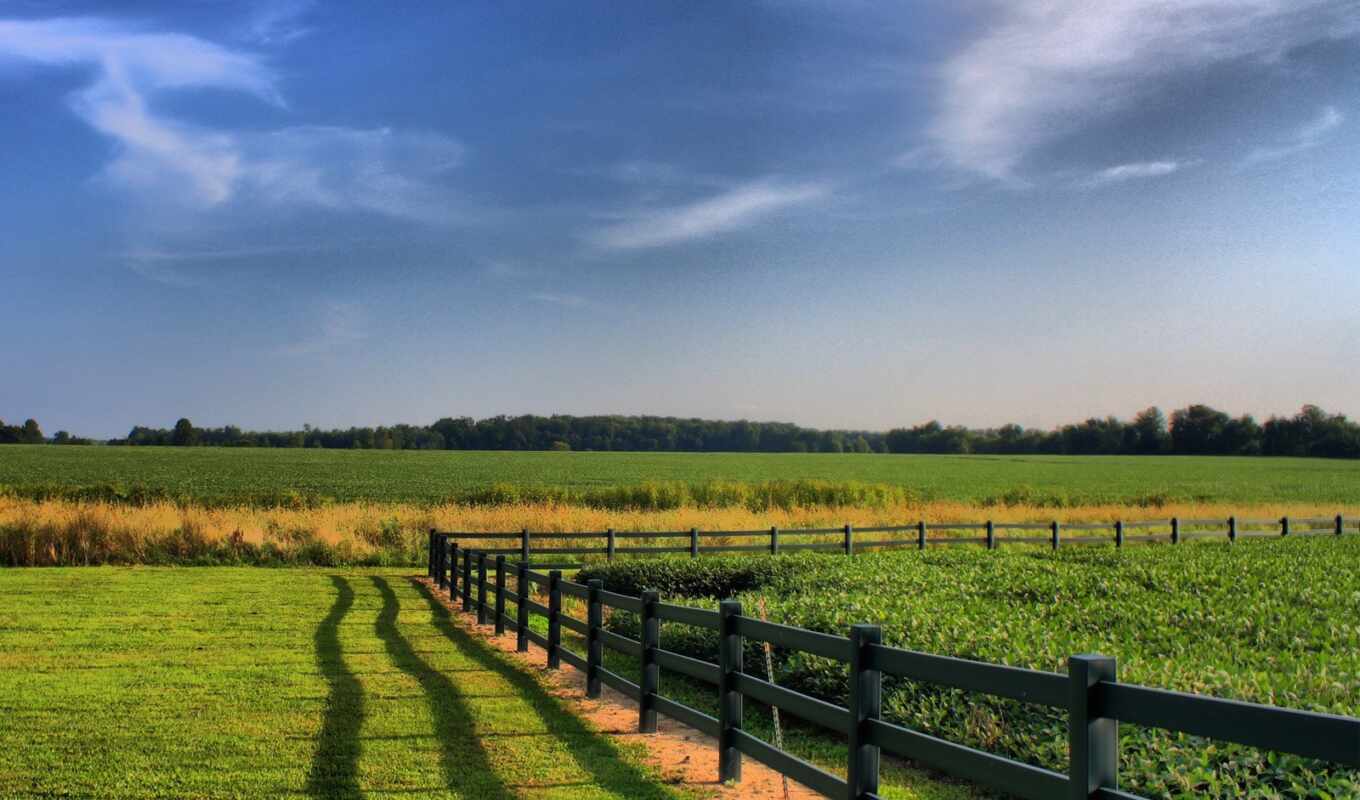 view, green, field, field, fence, agriculture, rural