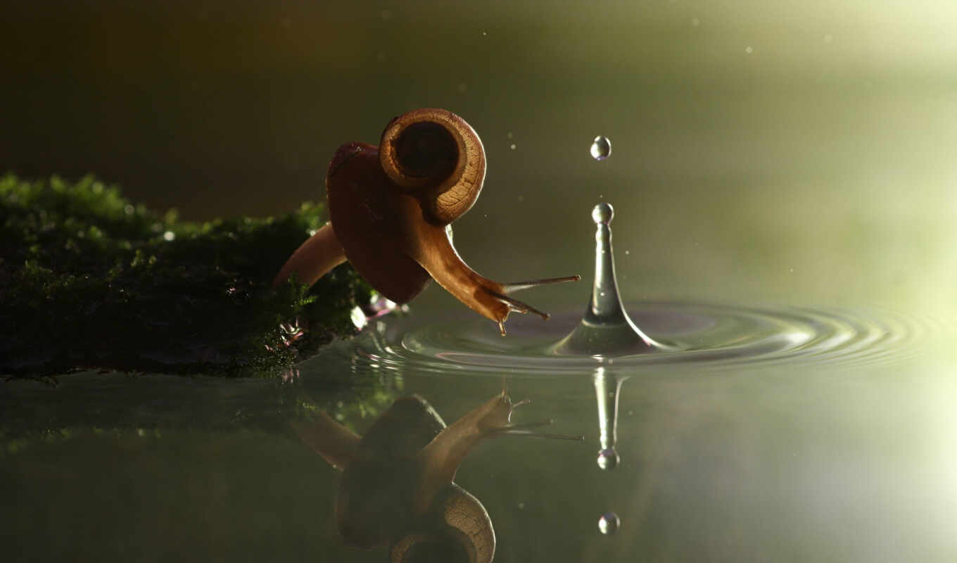 nature, a drop, cosmos, snail, snail, successful, ed