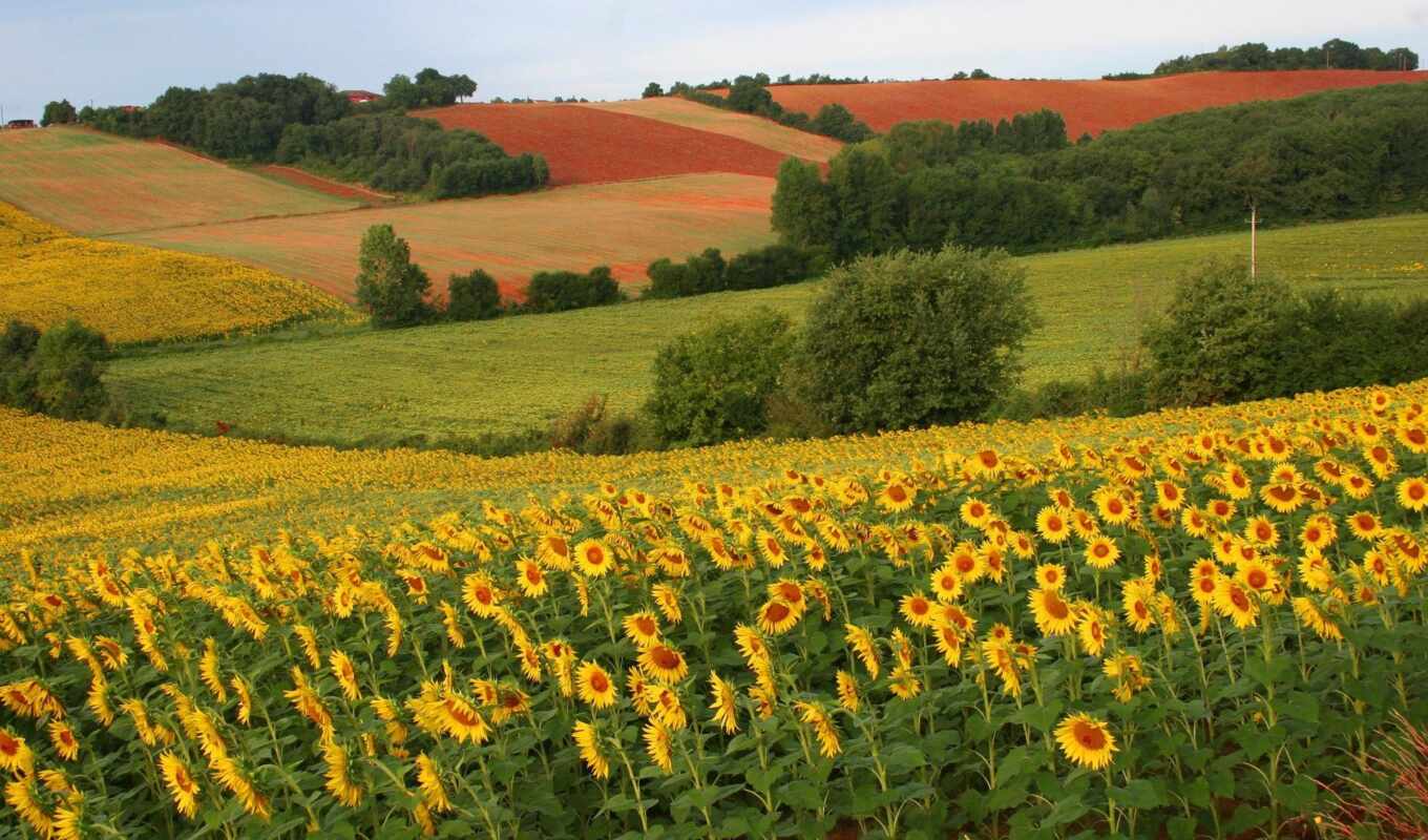 nature, field, beauty, sunflowers, sunflowers, margin