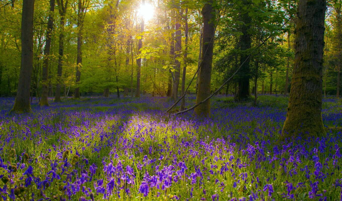 sun, forest, between, lawn, trees, flower, look
