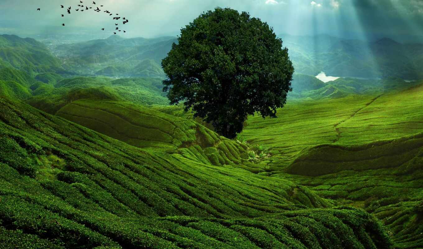 website, tea, plantation, which, growing, tea, tea, plantations, bushes, lands, tea