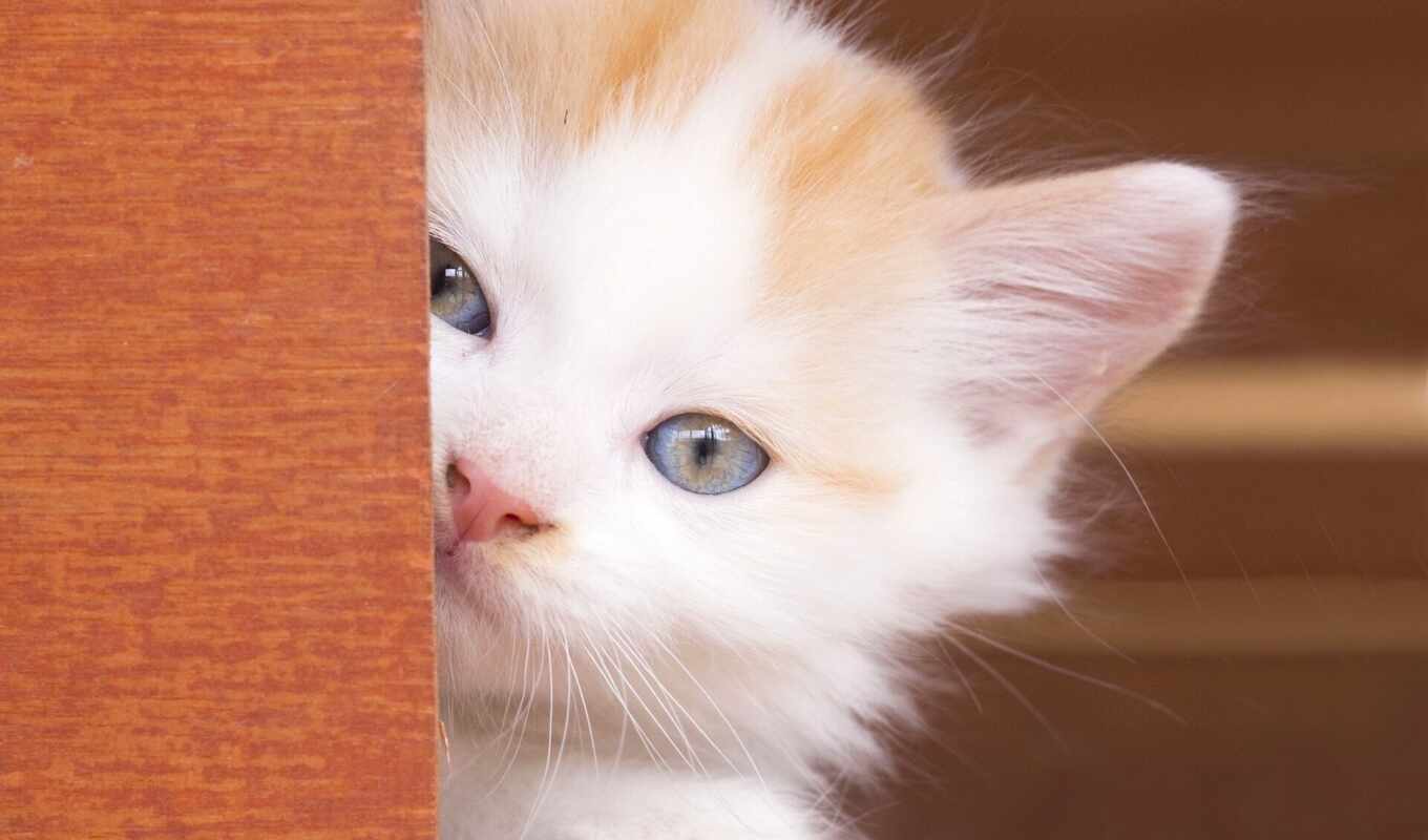 blue, white, кот, eyes, cats, kitty