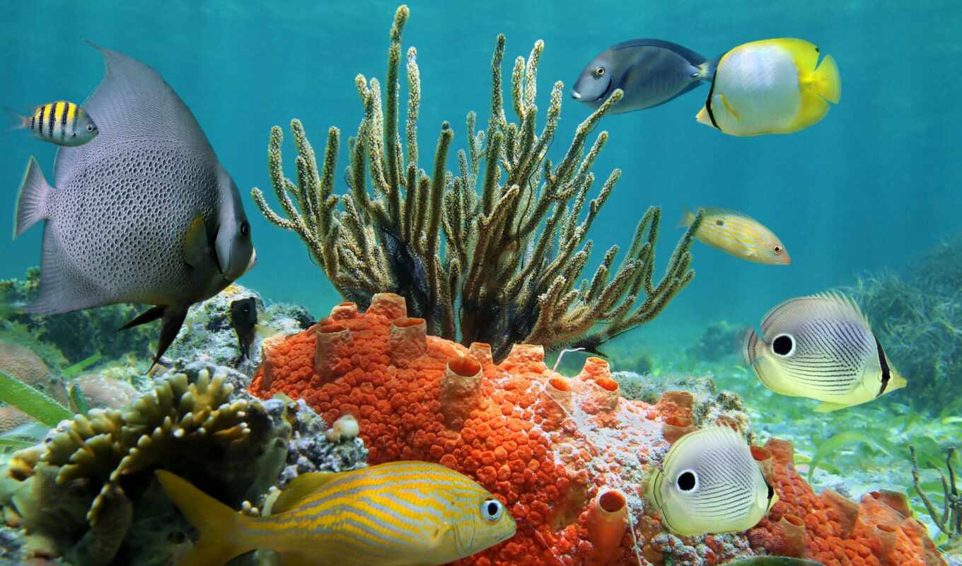 world, ocean, рыбки, tropical, риф, underwater, coral, фотообои