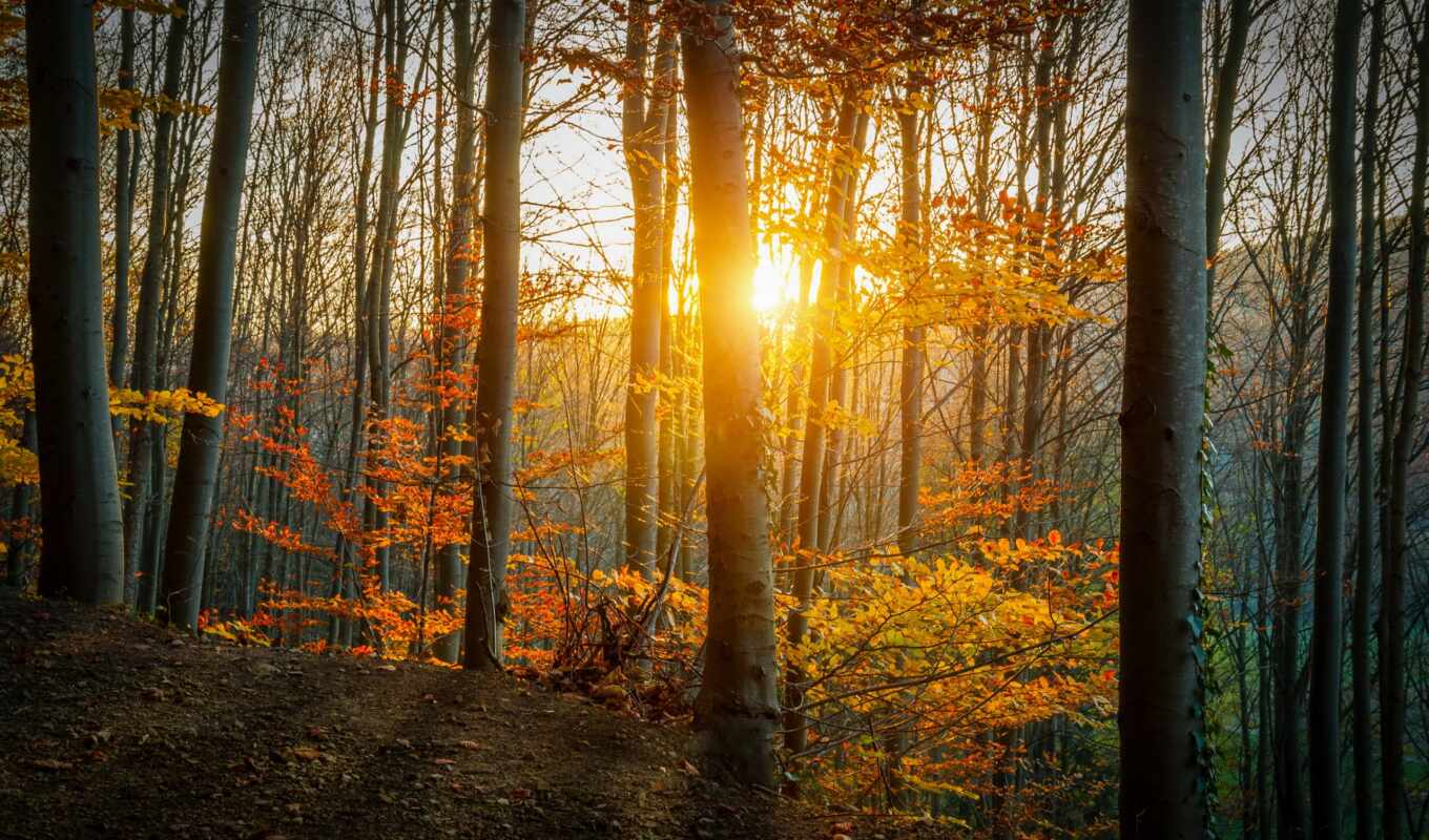 природа, лес, осень, листва, trees, солнца, rays