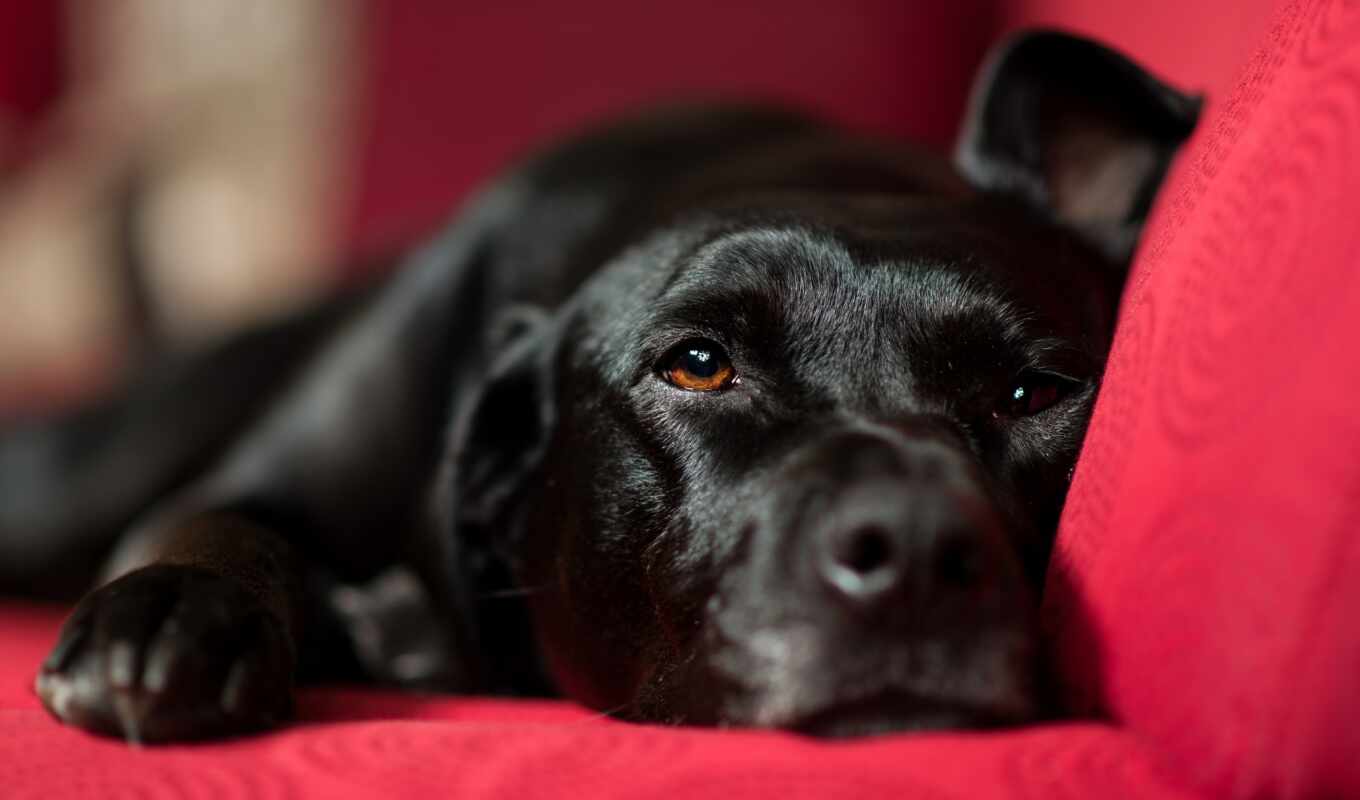 black, dog, Labrador, negro, screen, fund, retriever, pet, deka