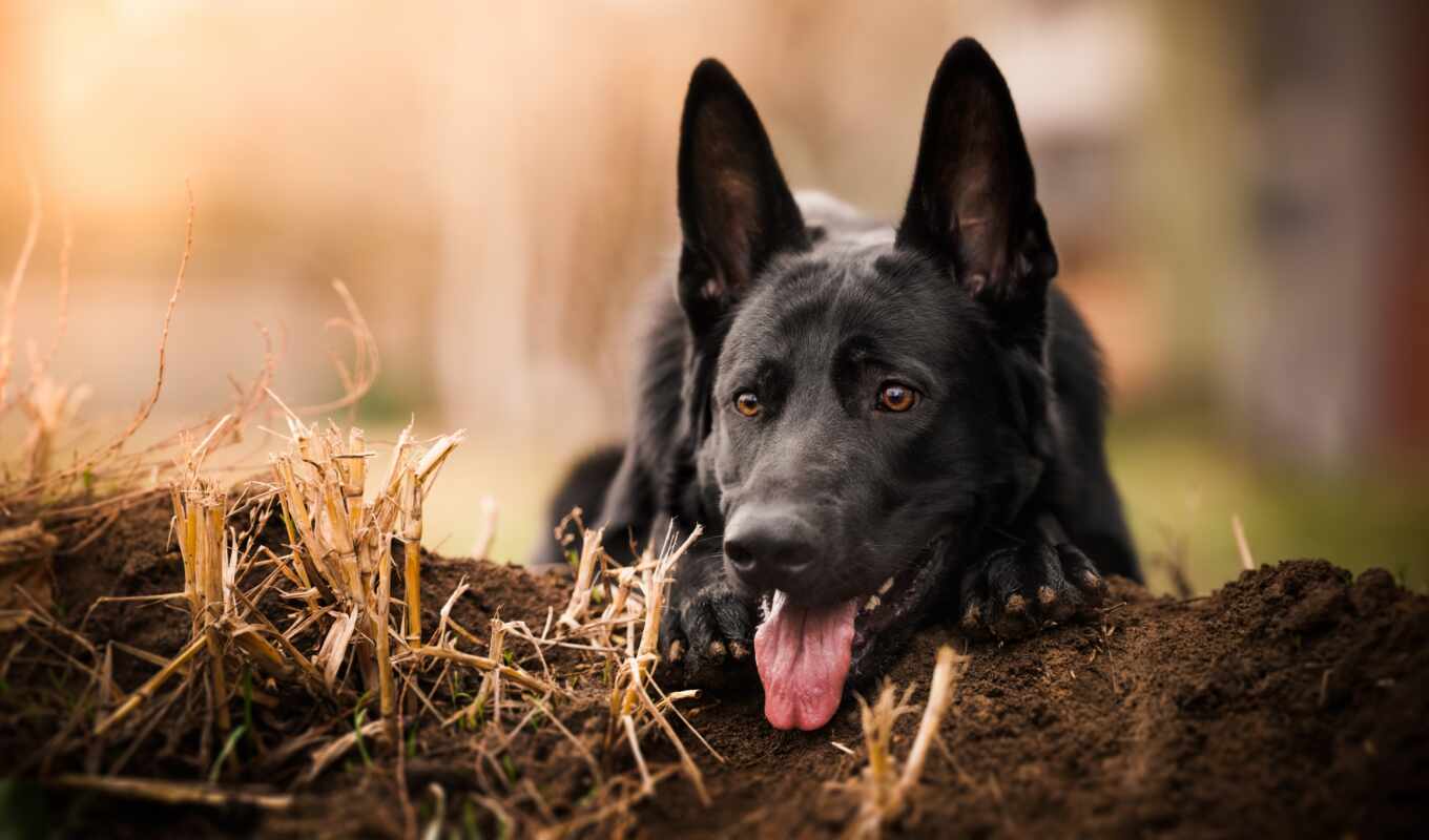 black, черная, собака, морда, язык, german
