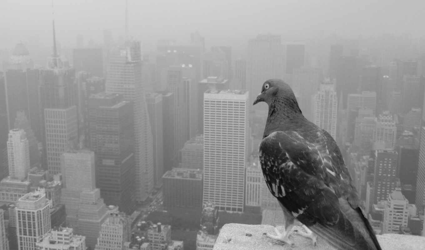 new, city, cityscape, bird, york, pigeon, monochrome