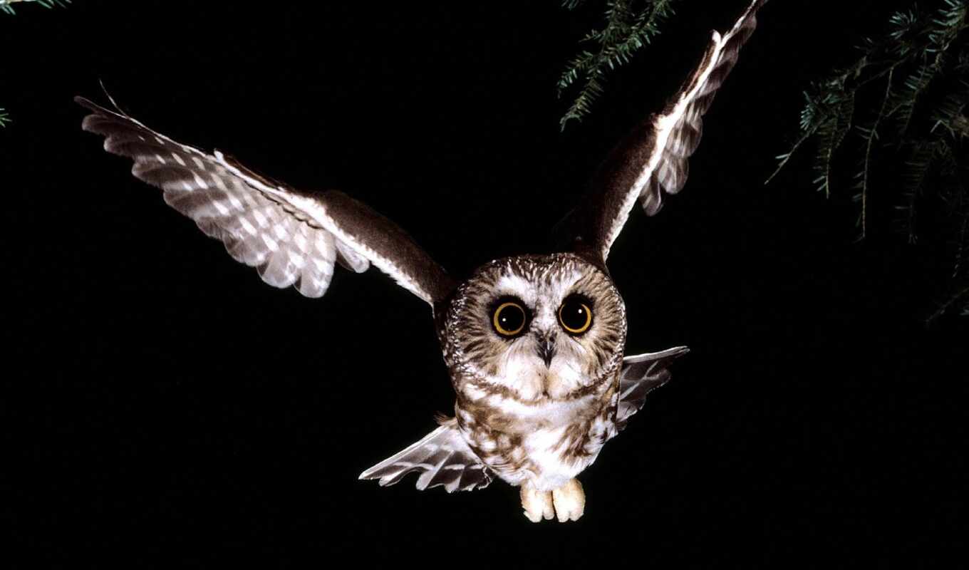 owl, darkness, of the, nest, saturday, sovie