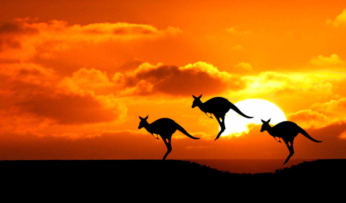 sun, австралия, австралии, силуэты, kangaroo