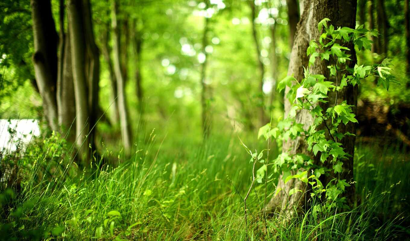 природа, лес, площадь, stock, молодой, clean, greenery, aktivist, matushkin, verhnedvinsk
