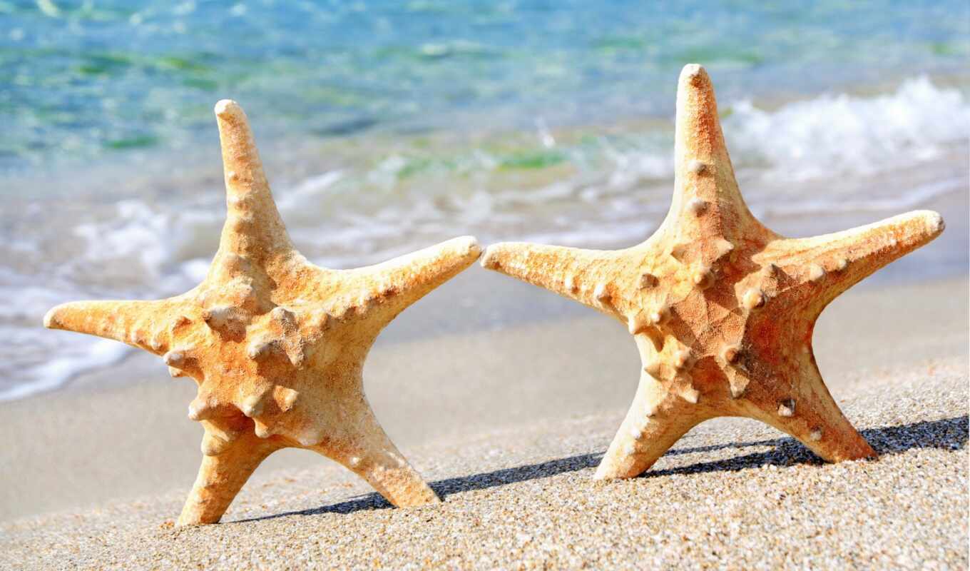 фото, вектор, пляж, море, песок, star