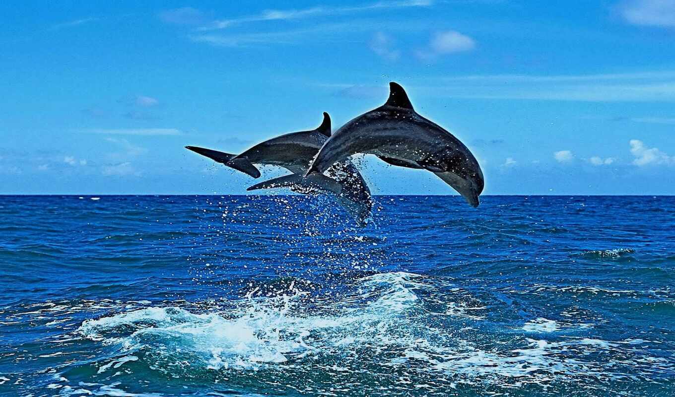 дельфин, side, visual
