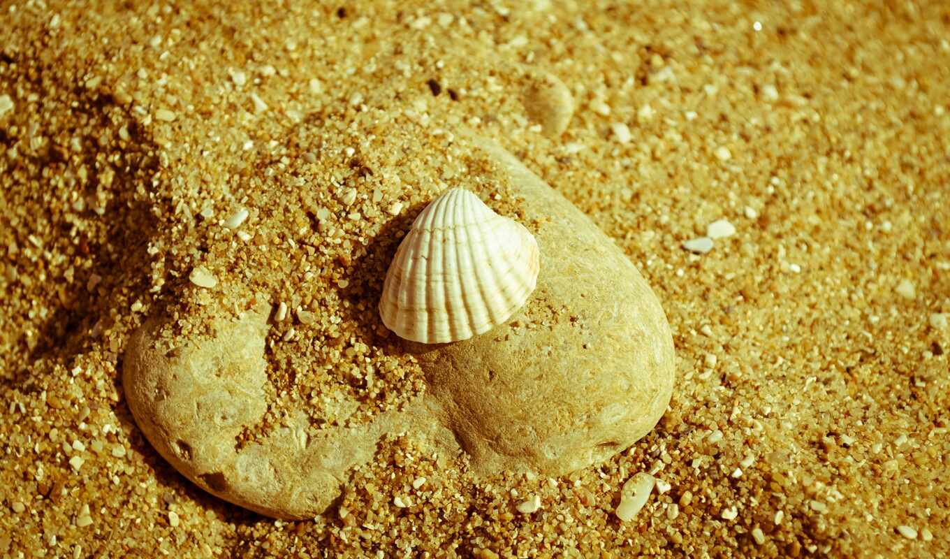 галька, small, seashell