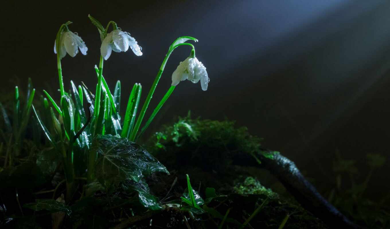 flowers, screen, light, grass, dark, spring, snowdrop, peakpxpage