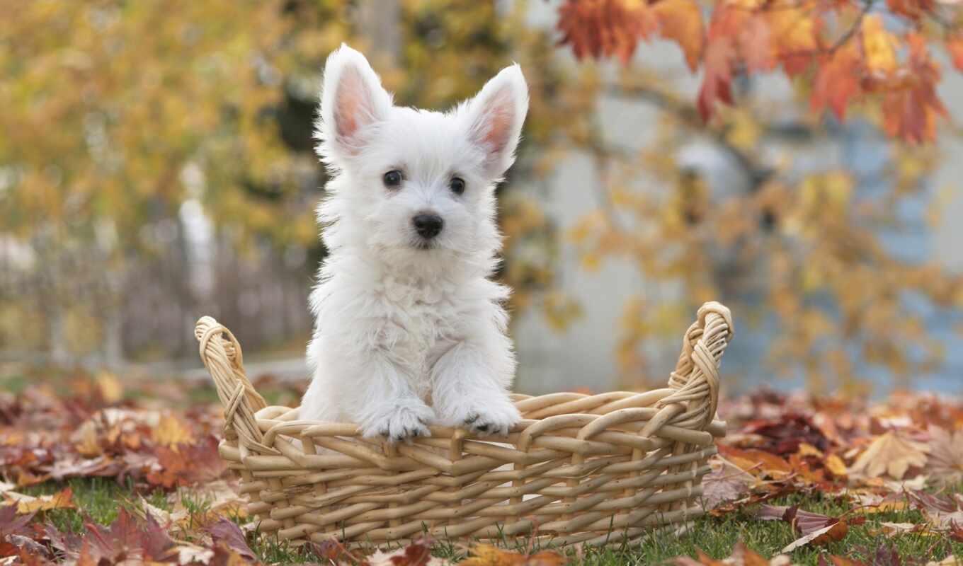 white, собака, щенок, animal, корзина, бультерьер