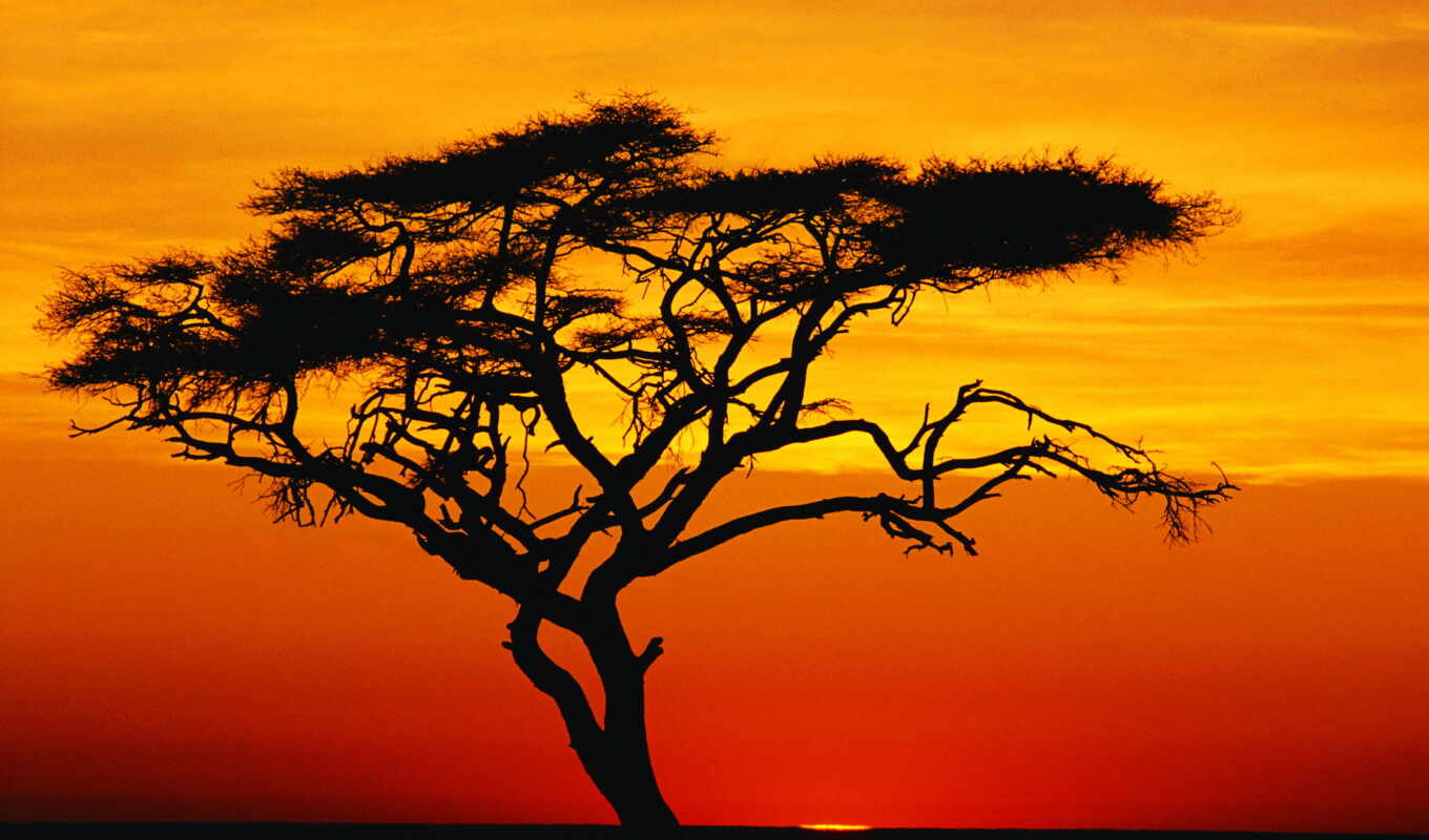 nature, sunset, a shadow, african, zhivotnye, by tag, acacia