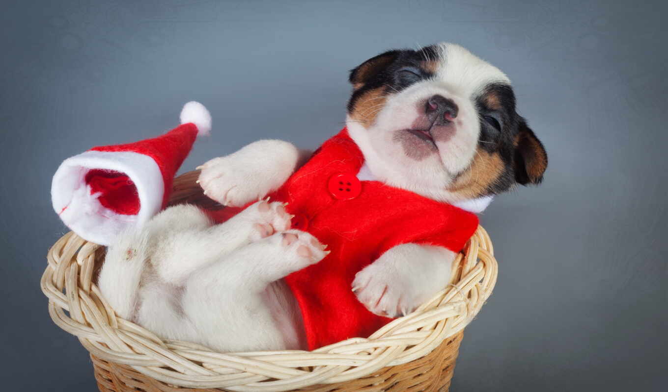 new, year, christmas, puppy, dogs, Russell, bull terrier, zhivotnye, jack