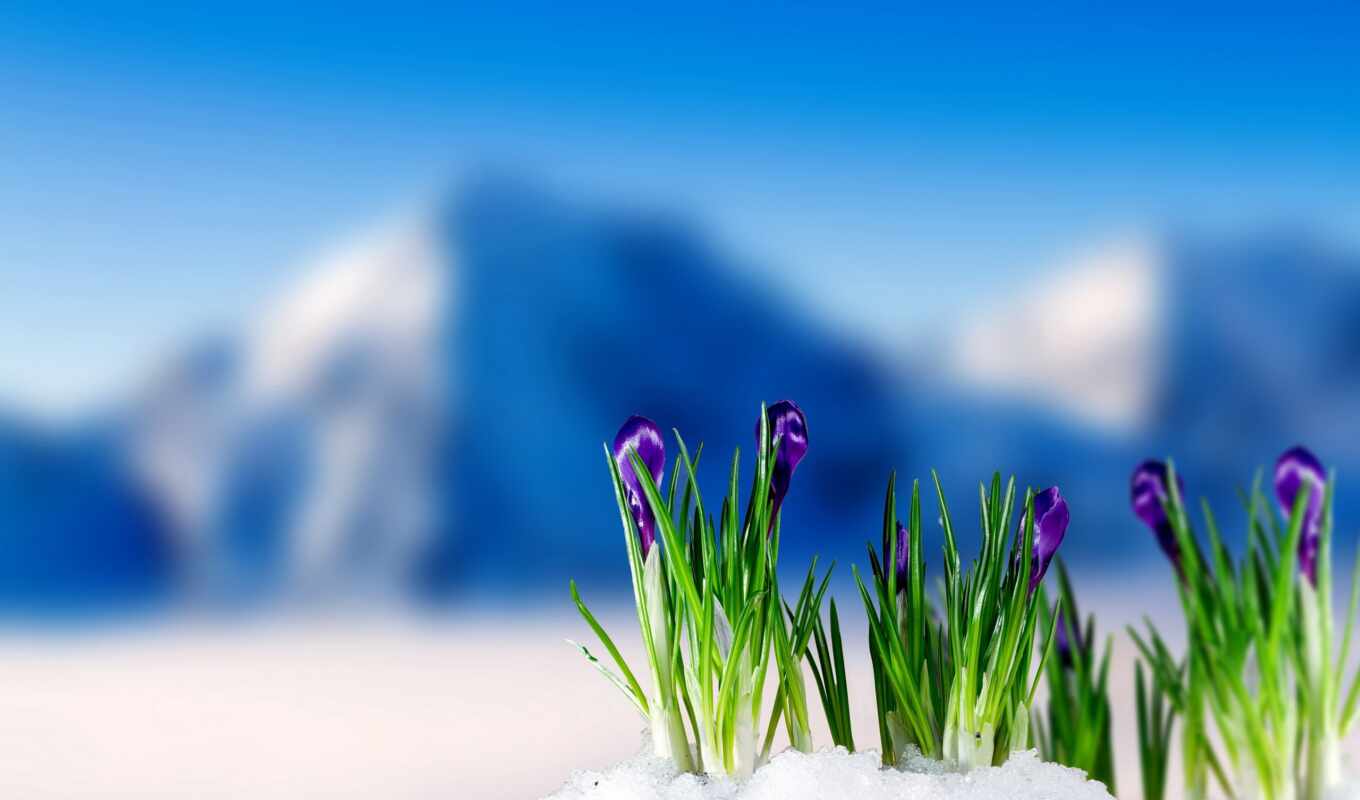 fone, snow, mountain, flowers, spring, blossom, crocuses, crocus, snow
