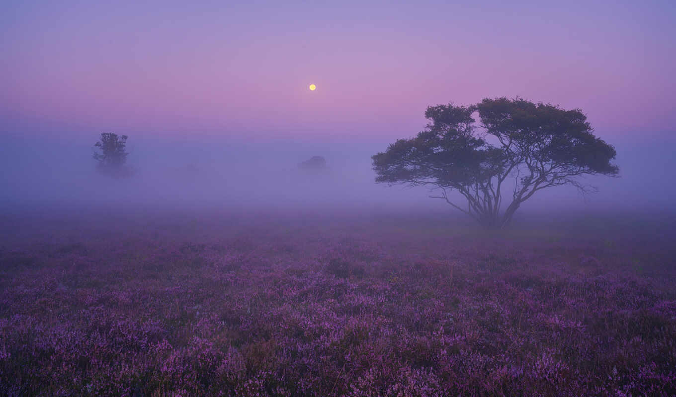 purple, landscape, photography, shot