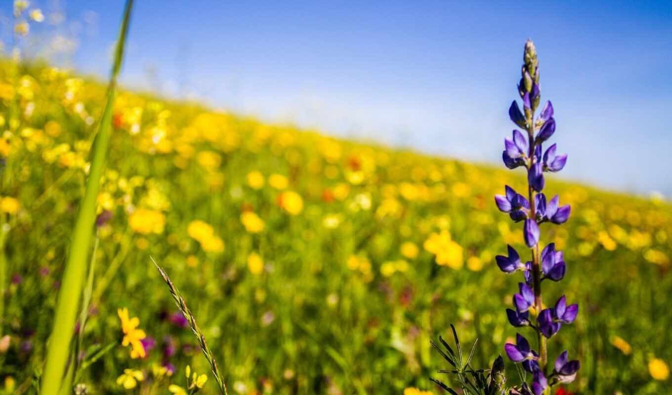 flowers, background, resolution, also, May, wild, the first, display, texas, wildflower, bluebonnet