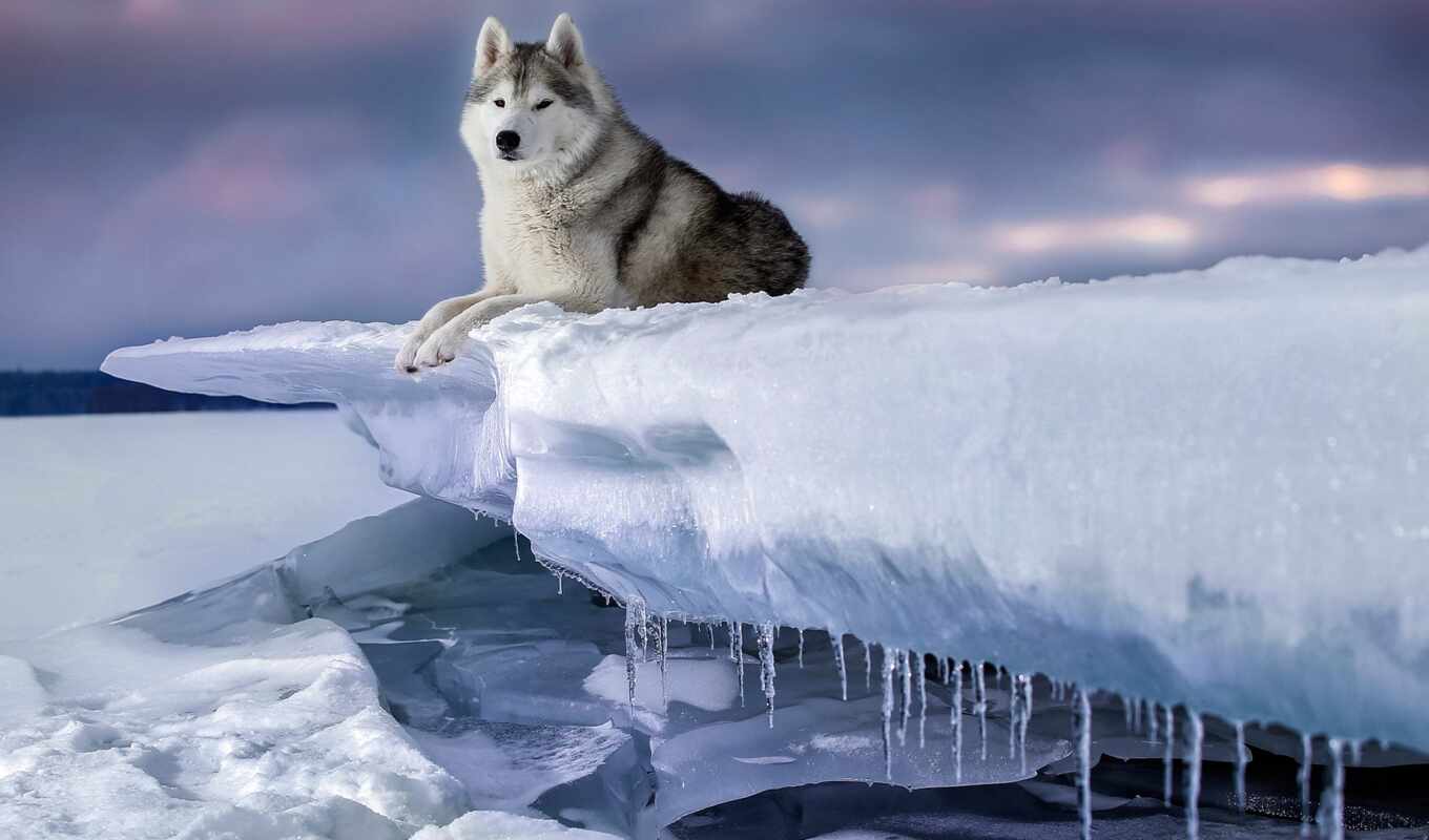 лед, снег, winter, собака, хаски, siberian, льдина, хаска, icicle