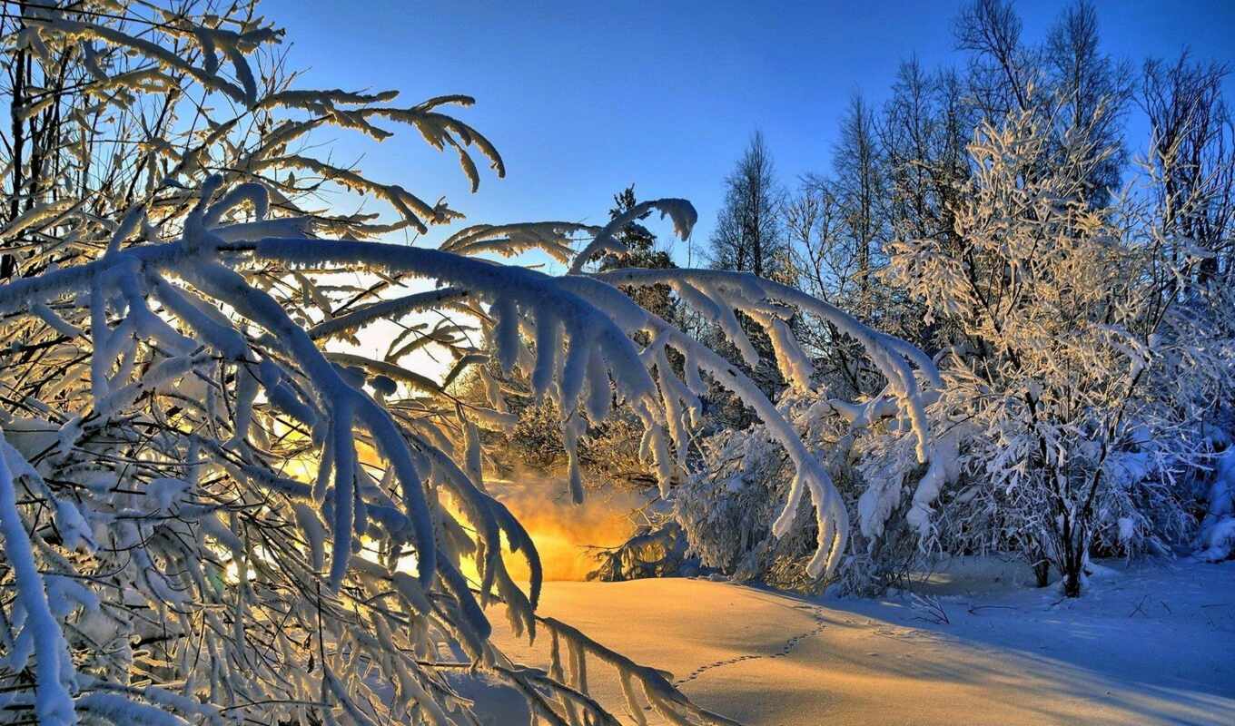 природа, дерево, снег, oir