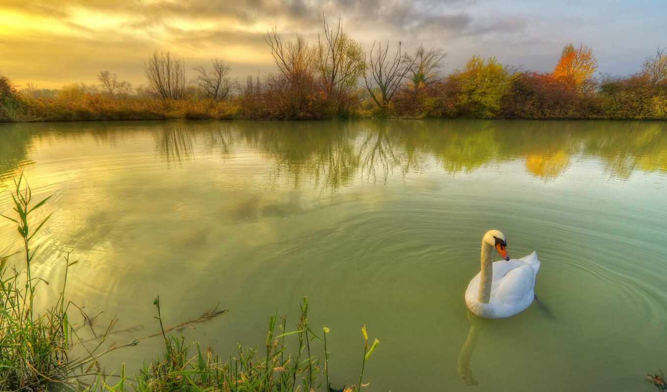 pond, swan