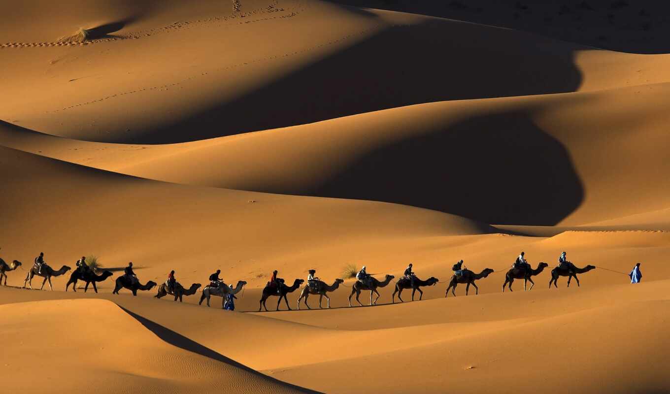 nature, sand, desert, camel