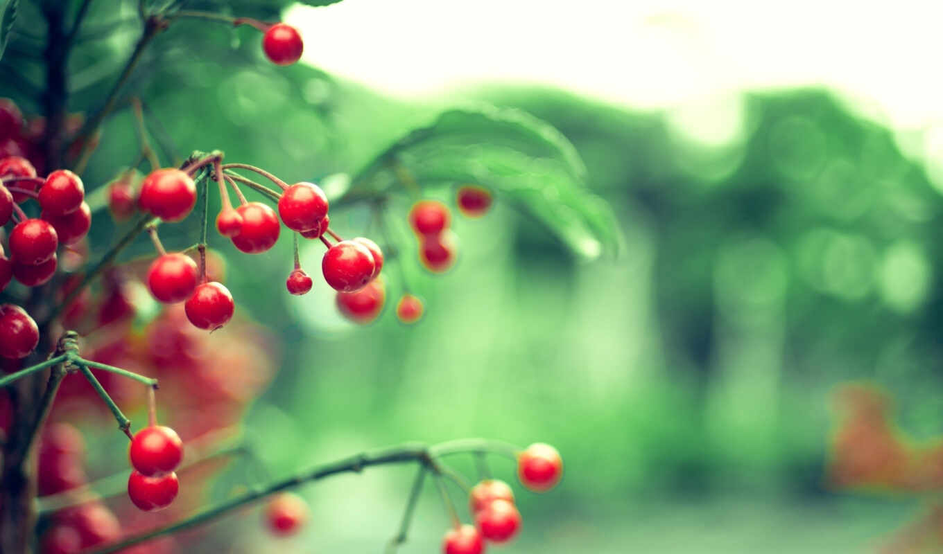 mobile, free, red, tree, or, crystal, cherries, surah