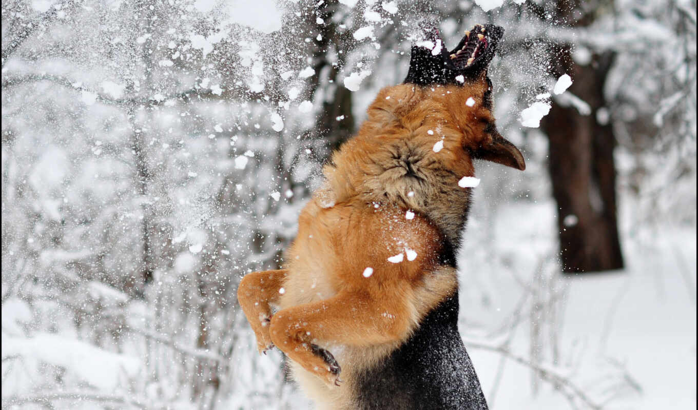 game, снег, winter, собака, собаки, собак, овчарка, zhivotnye, злая