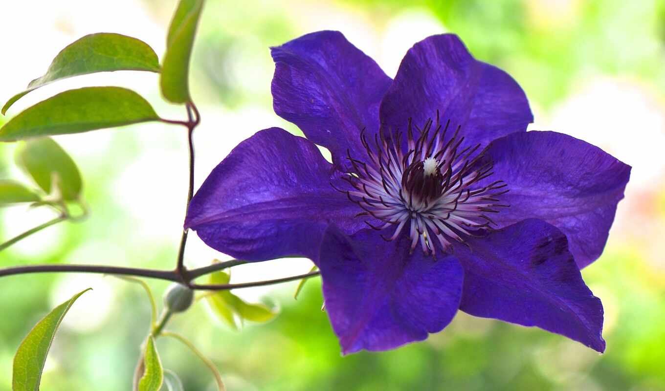flowers, macro, purple, cvety, clematis