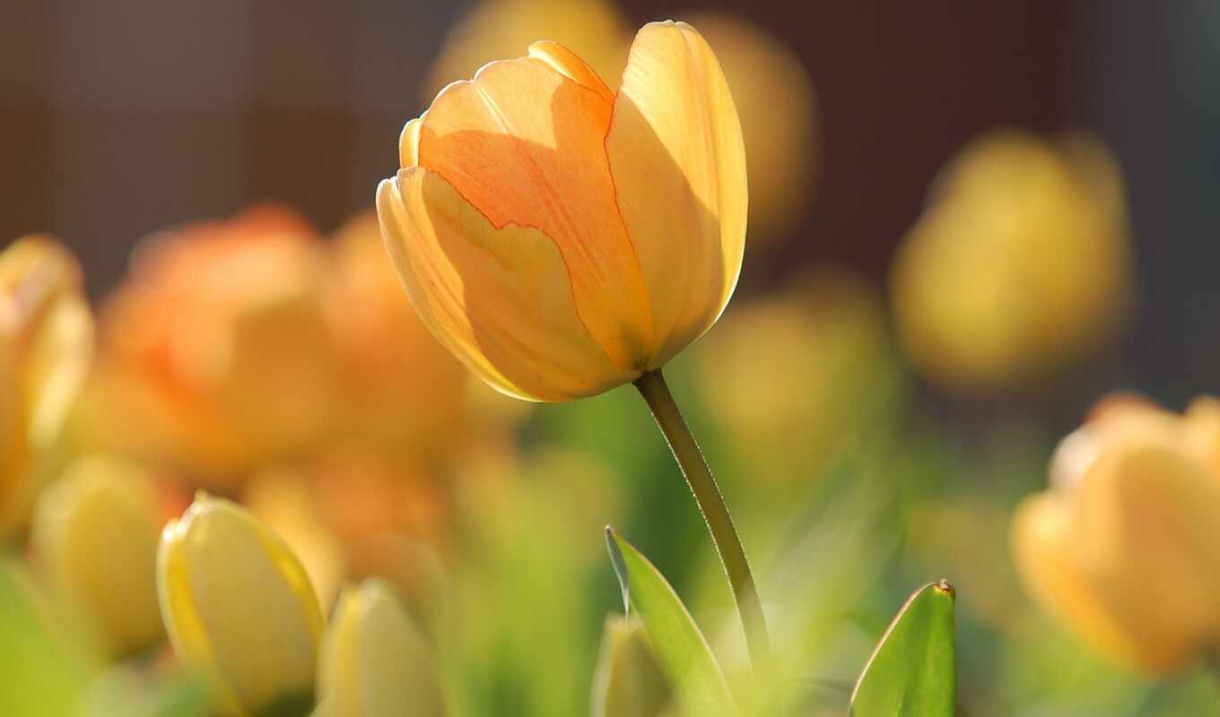 природа, цветы, лепесток, yellow, bloom, тюльпан, солнечный, лучик, tulipan