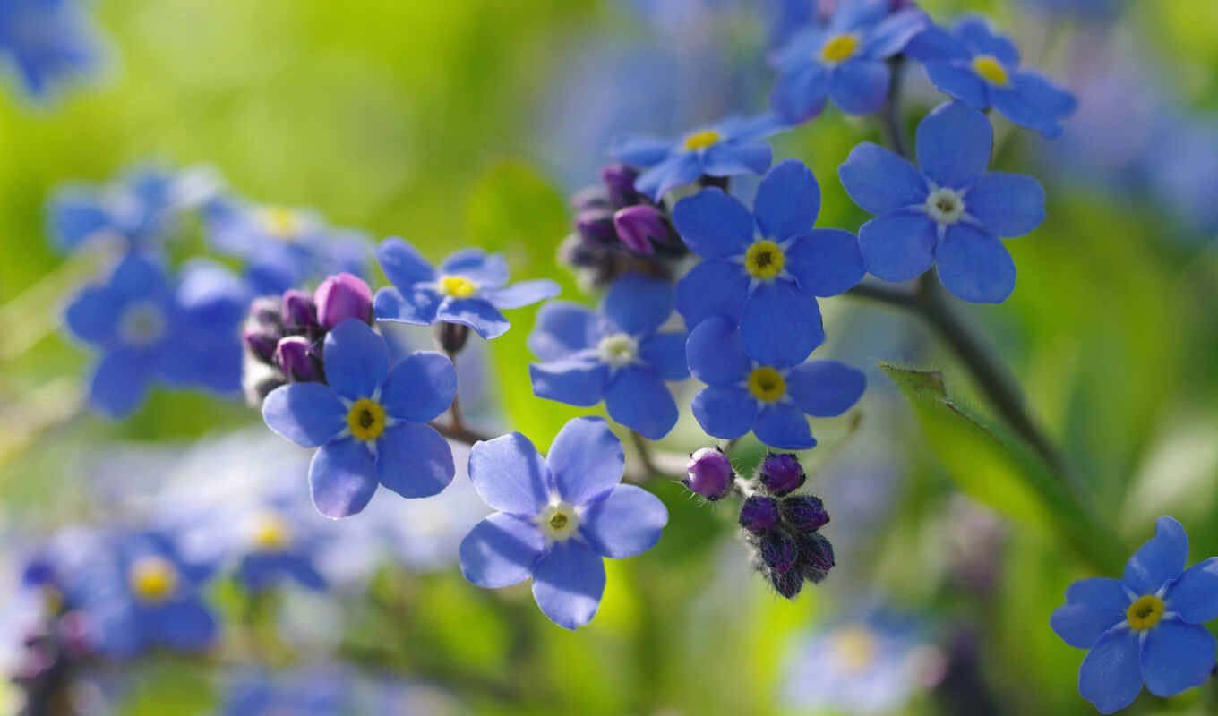 flowers, wine, there, plant, joy, softness, dry, youtube, forget - me - not, semolina