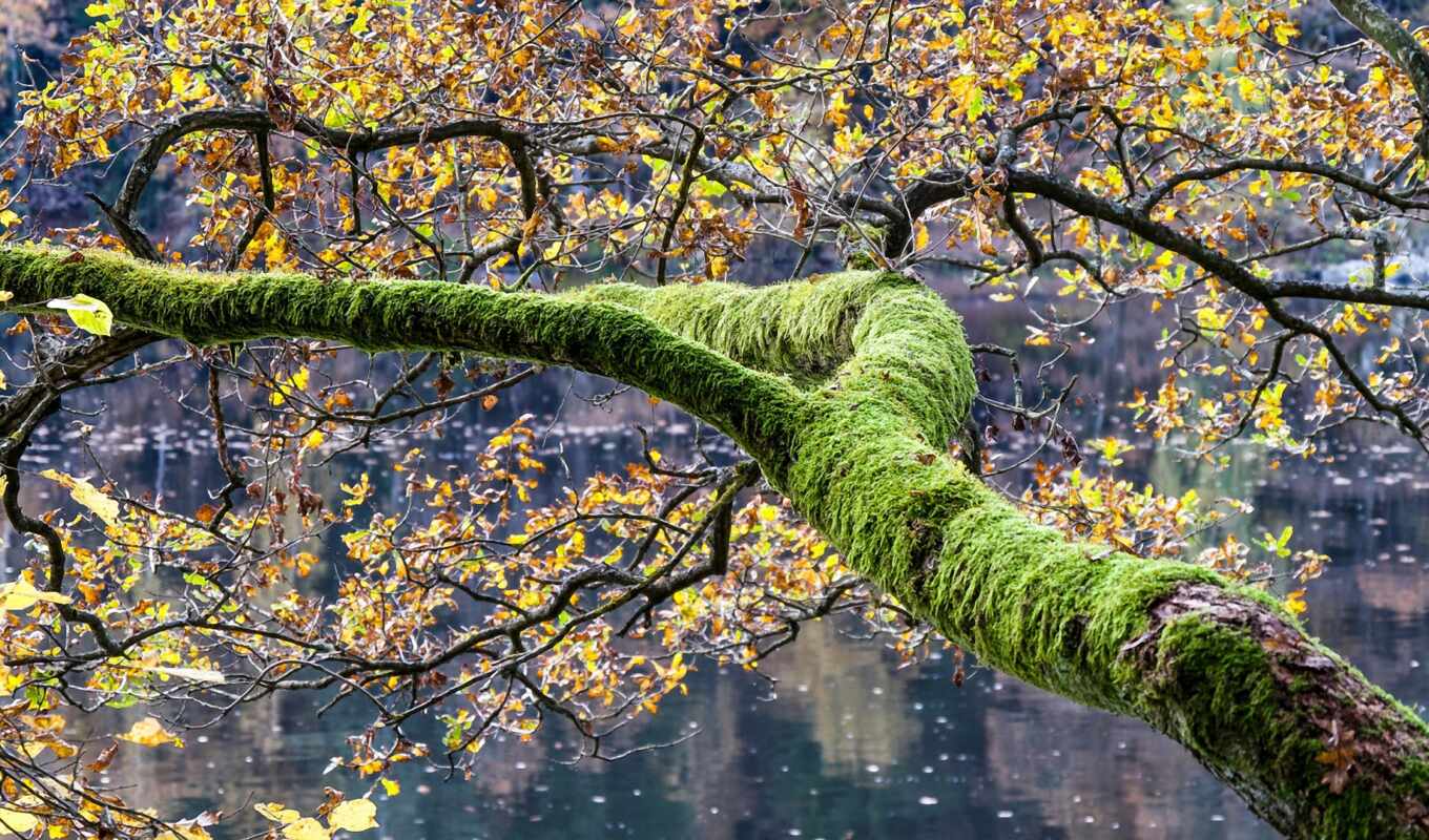 lake, nature, sheet, tree, forest, autumn, moss, accident