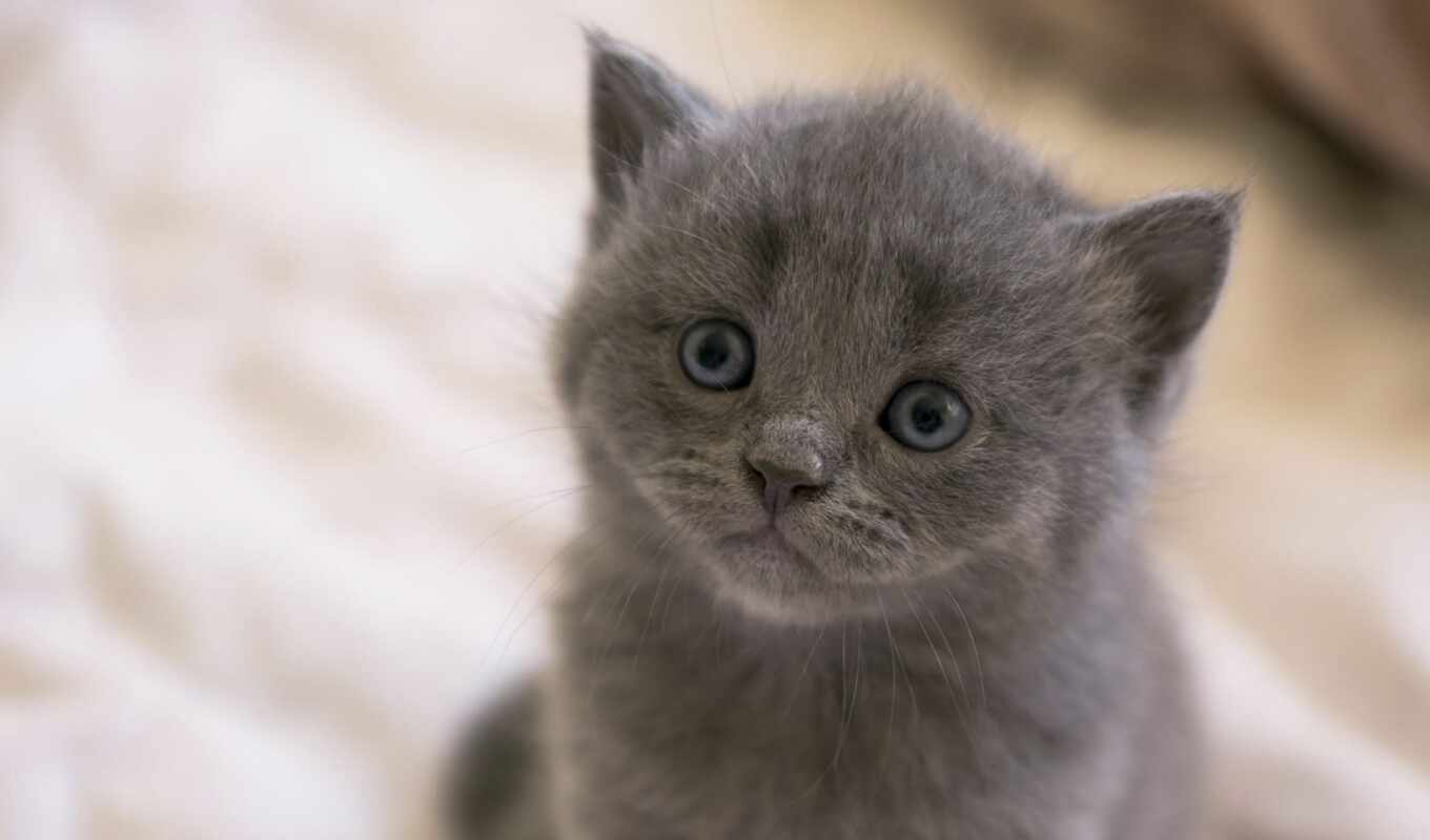 blue, взгляд, глаз, серый, кот, british, котенок, морда, britanec, previe, kotenk