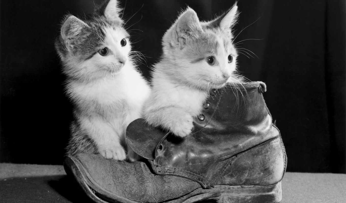 black, white, котенок, вышивка, ботинок