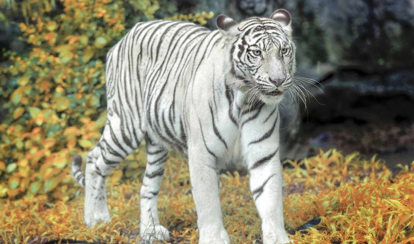 white, tiger, mouth, line