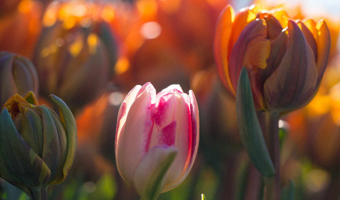 flowers, spring, tulip, makryi, because