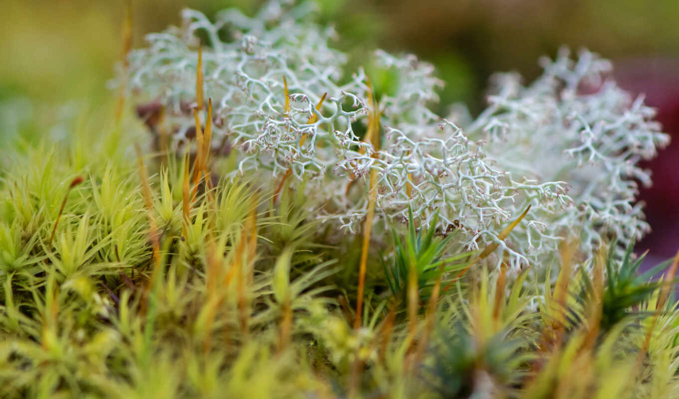 photo, moss, lichen