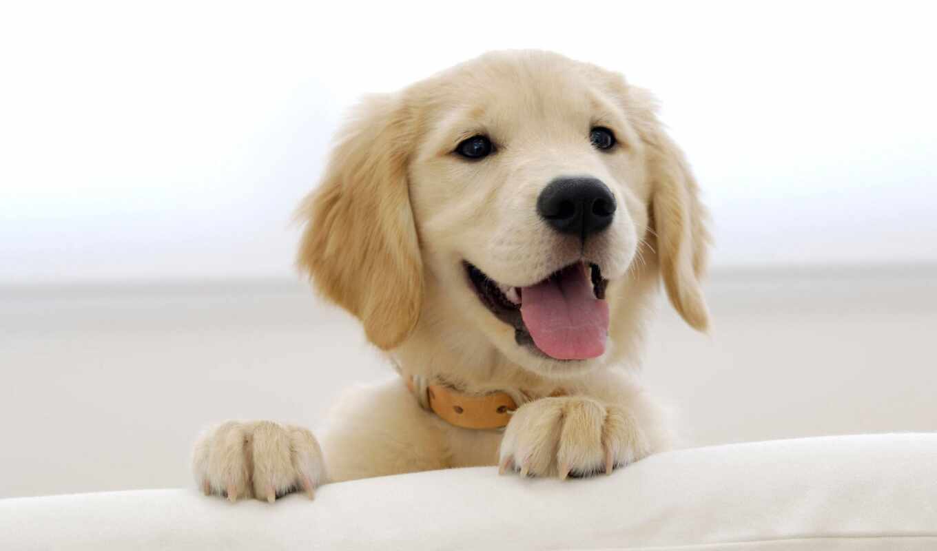 dog, golden, puppy, animal, retriever