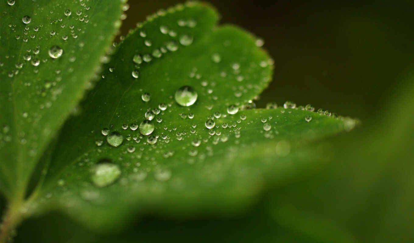 nature, desktop, sheet, computer, drops, macro, the, main, collection, images, dew, carved, hallpic, downloading
