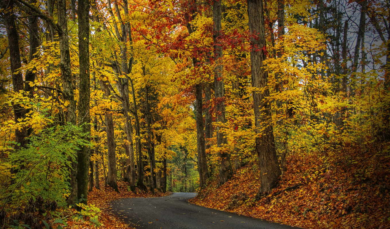 leaves, forest, road, autumn, foliage, park, hdr, trees, autumn