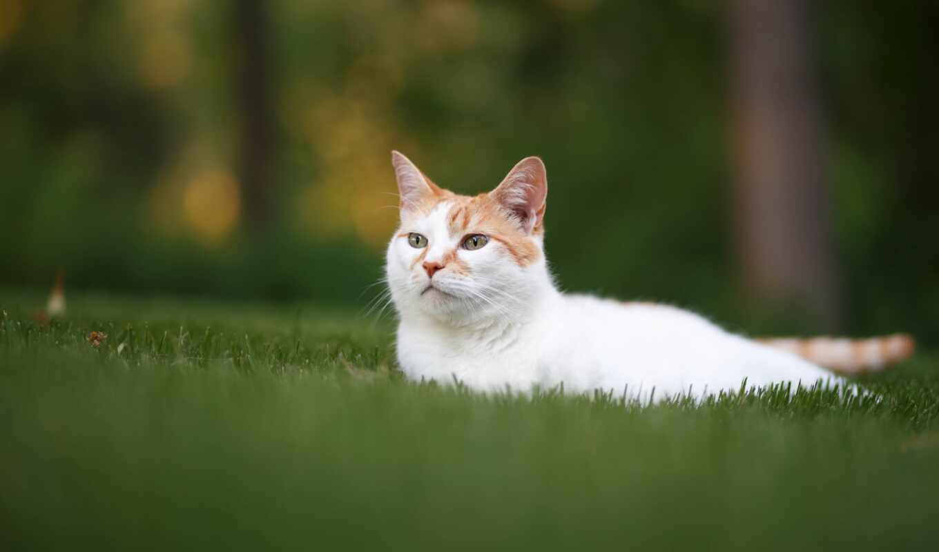 view, grass, cat, subject matter, north, stay, lawn