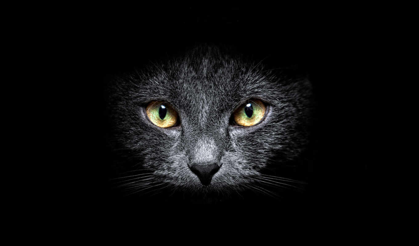 black, mobile, взгляд, глаз, серый, кот, морда, smartphone