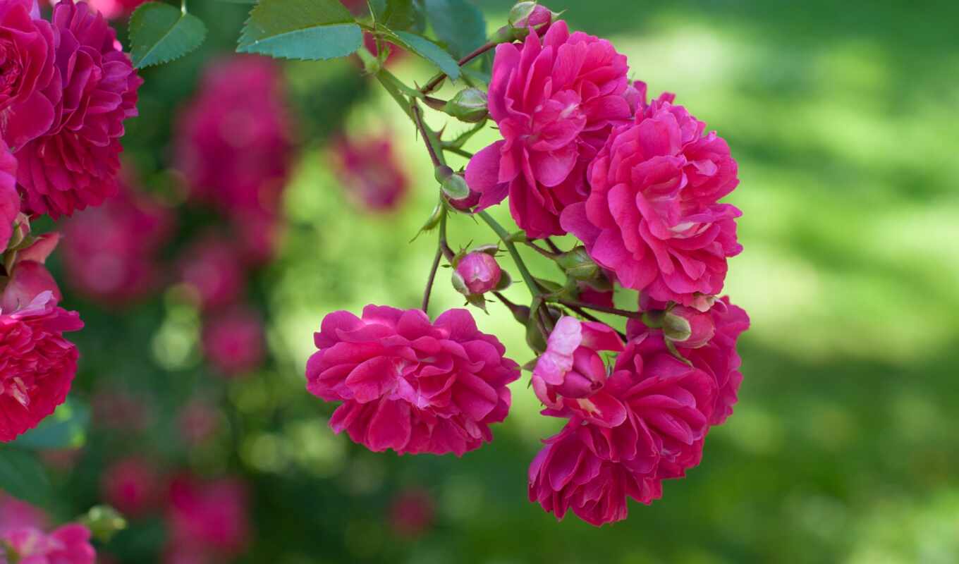 flowers, rose, pink, bush, section, makryi