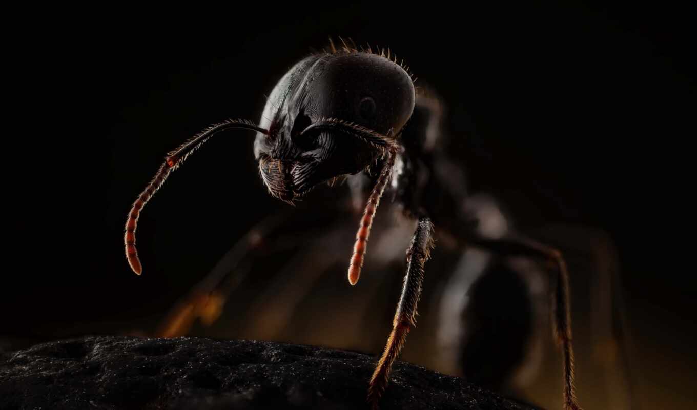 background, animal, ant