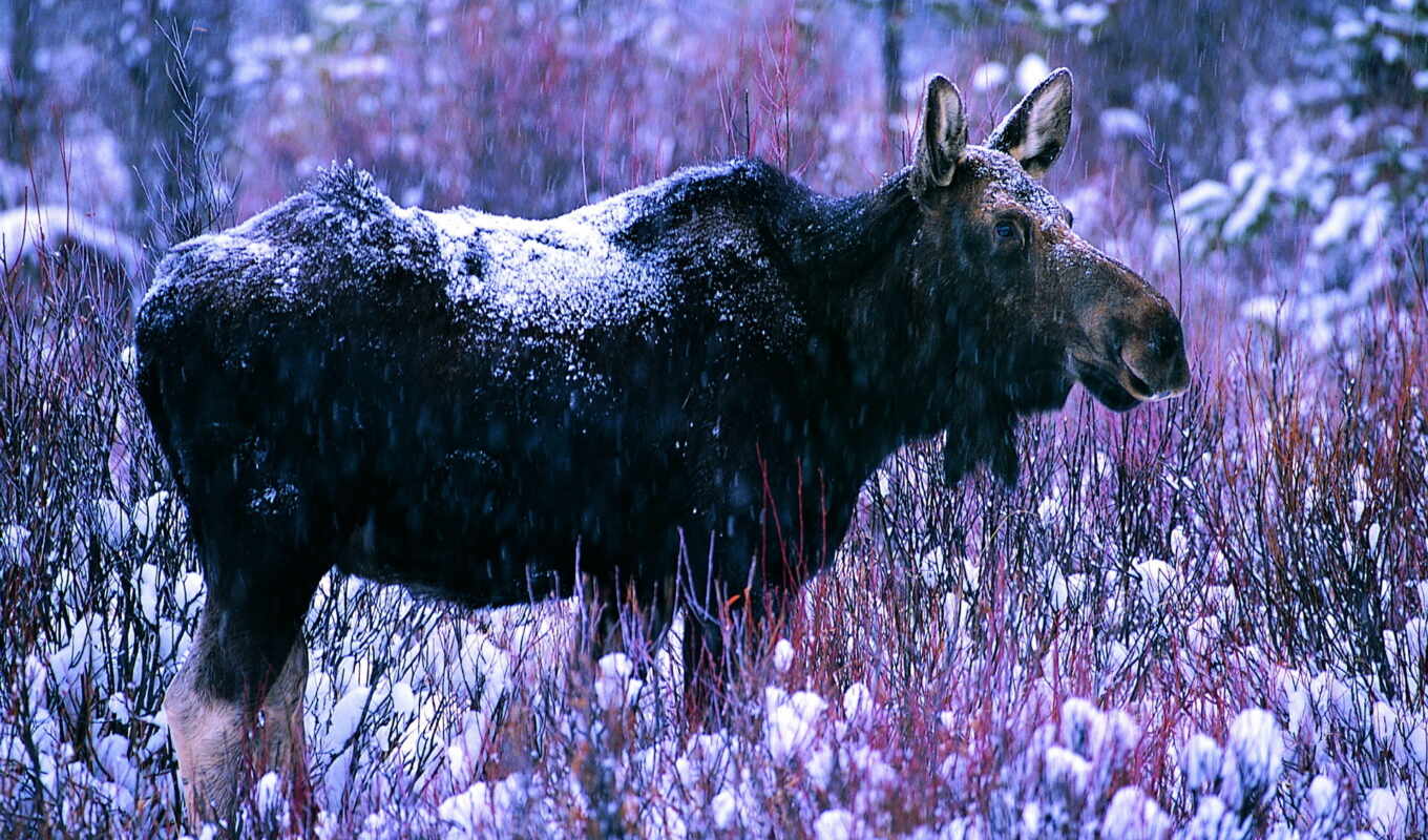 snow, winter, forest, animals, moose, location